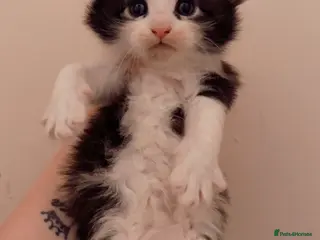 Maine Coon cats 2 MaineCoon Female Kittens Left 🖤 - Advert 1