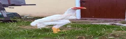 Chickens poultry for sale: WHITE O SHAMO CHICKENS - Advert 3