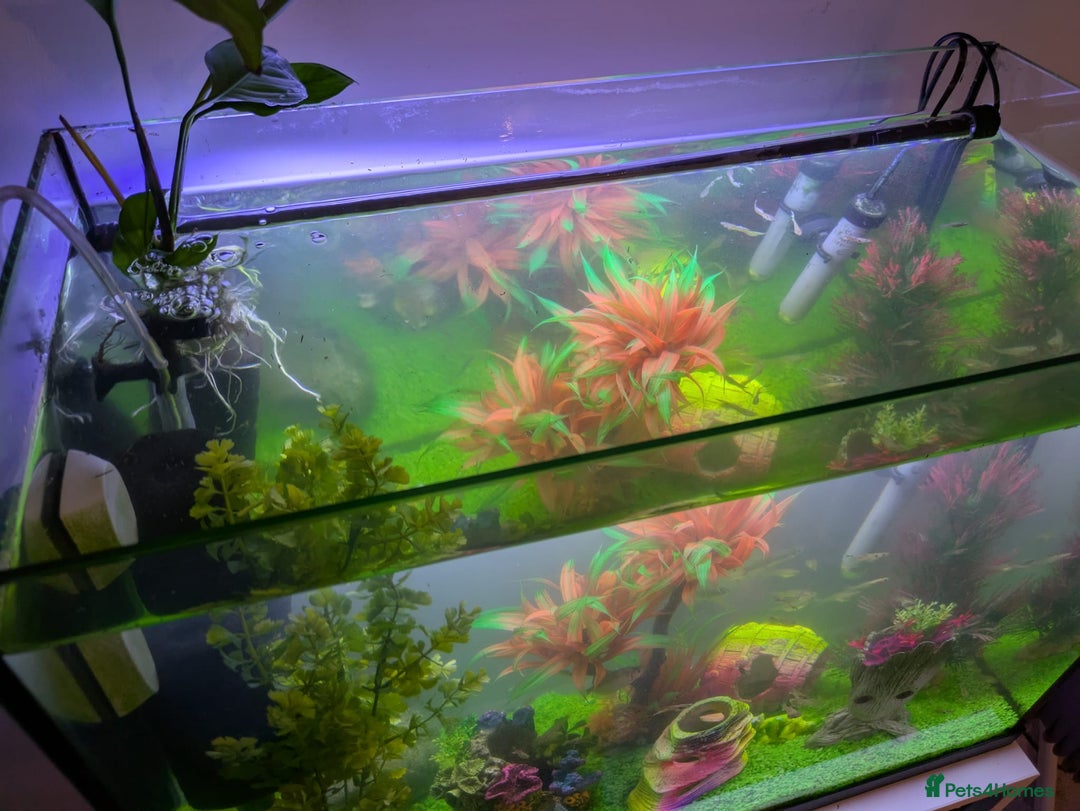 Other/Mixed Breed fish for sale: Fish tank and fish for sale - Image 2