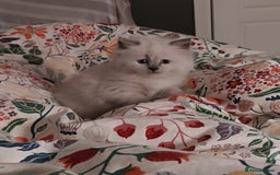 Siberian cats for sale: Siberian Neva Masquerade kittens - Image 10