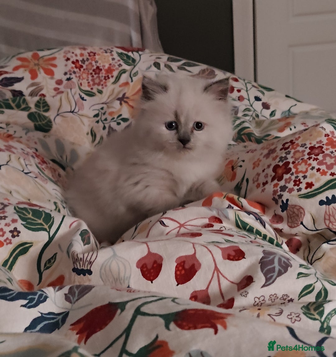 Siberian cats for sale: Siberian Neva Masquerade kittens - Image 10