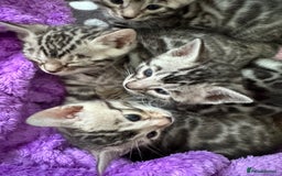 Bengal cats for sale: Stunning Silver Bengal Kittens 😻 - Image 10