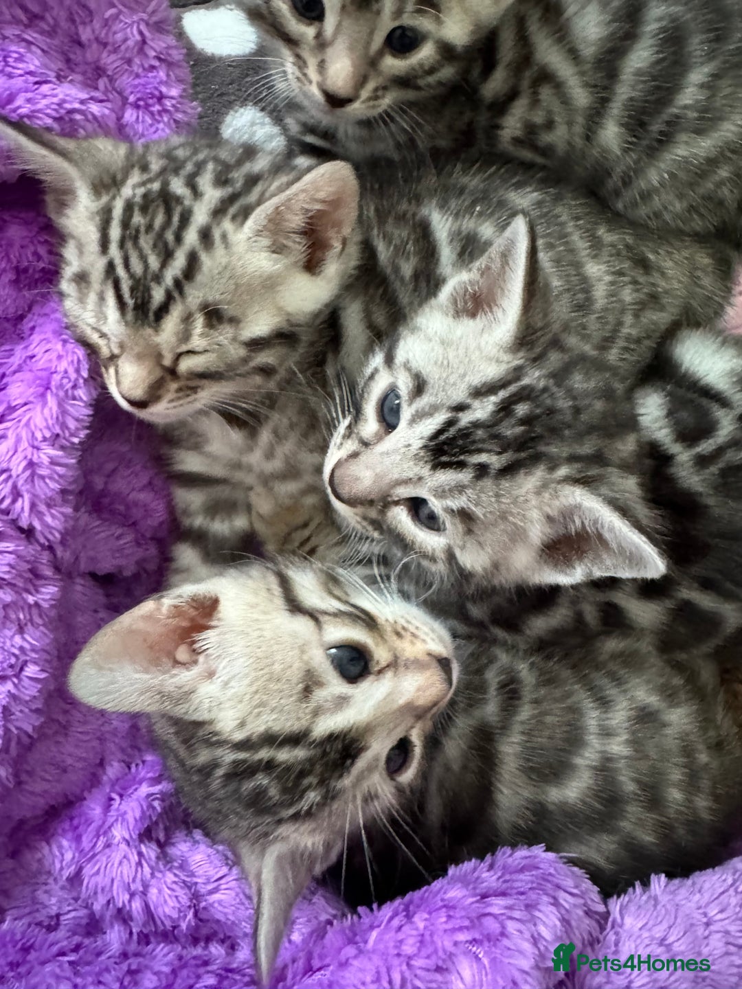 Bengal cats for sale: Stunning Silver Bengal Kittens 😻 - Image 10