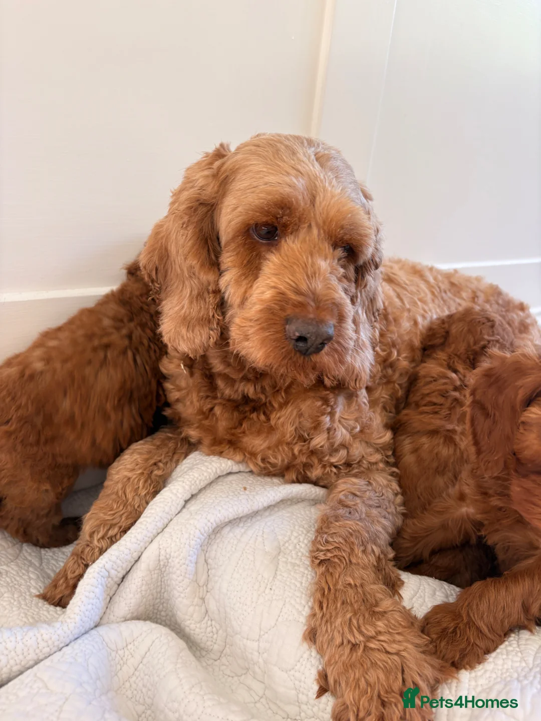 Cockapoo dogs for sale: LICENSED BREEDER QUALITY HEALTH TESTED COCKAPOOS - Advert 19