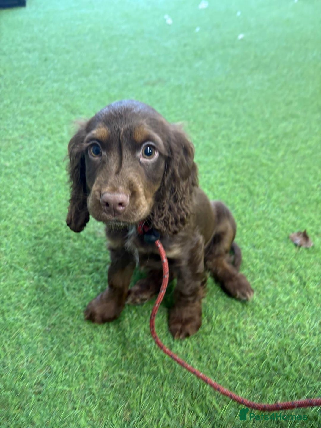 Cocker Spaniel dogs for sale: Advanced Trained Cocker Spaniels  - Advert 4