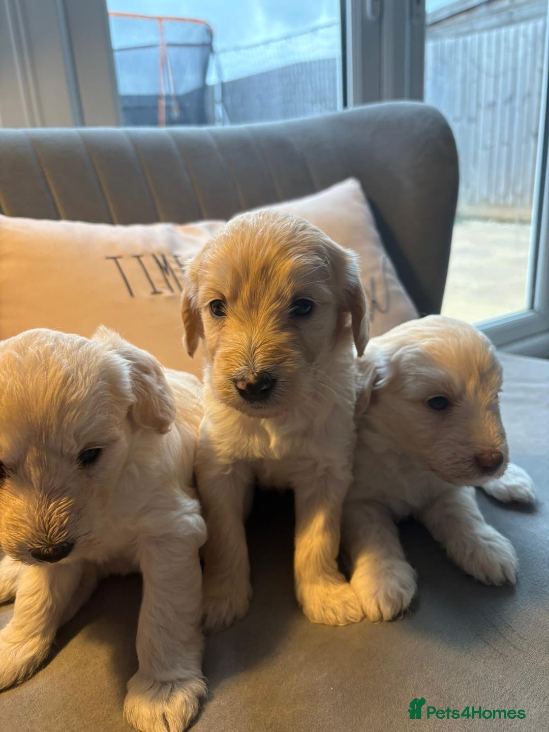 Labradoodle dogs for sale: Labradoodle puppies x 3 girls left ❤️ - Advert 9