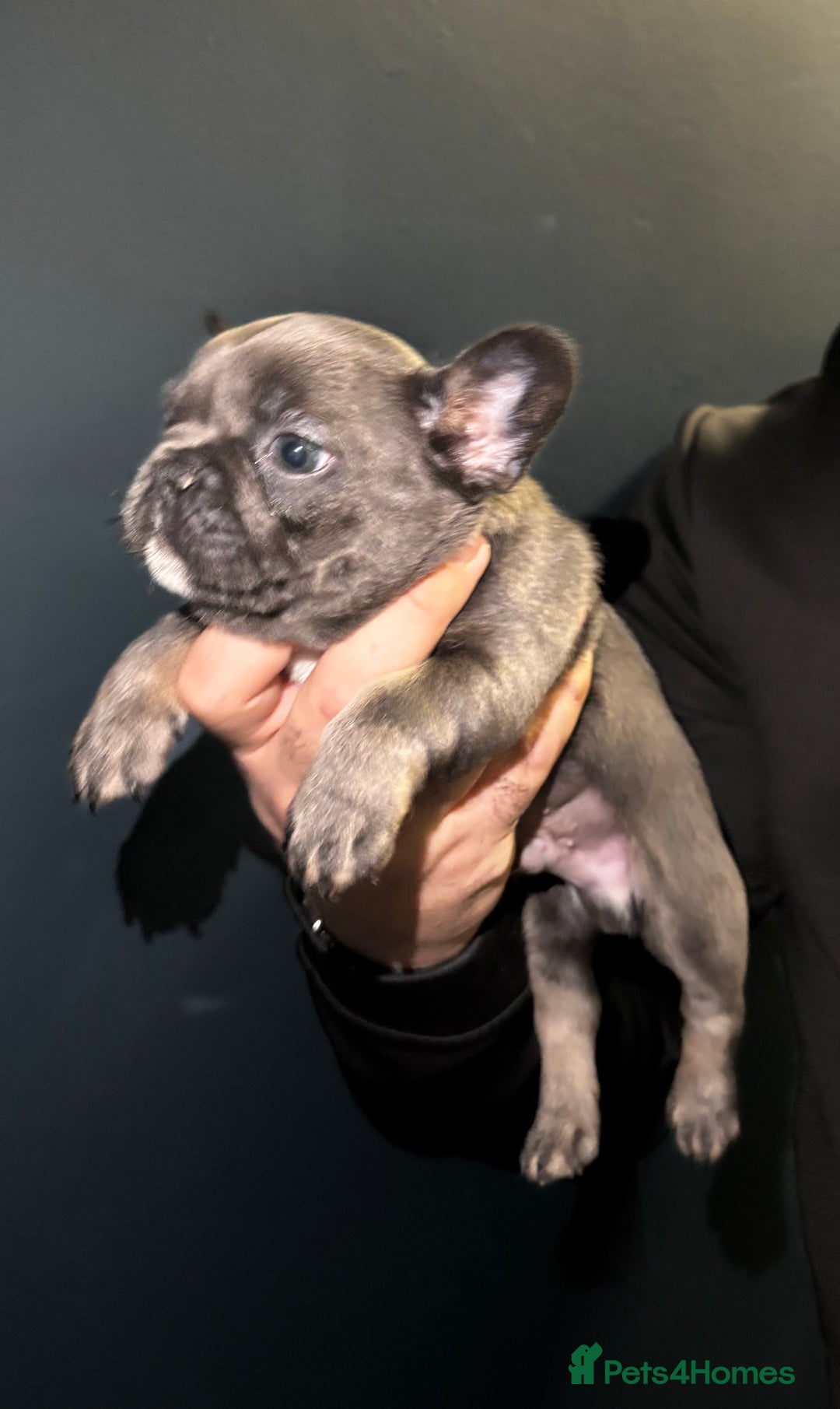 French Bulldog dogs for sale: French bulldog puppies - Advert 3