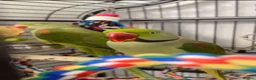 Parrots birds for sale: Alexandrine  - Advert 2