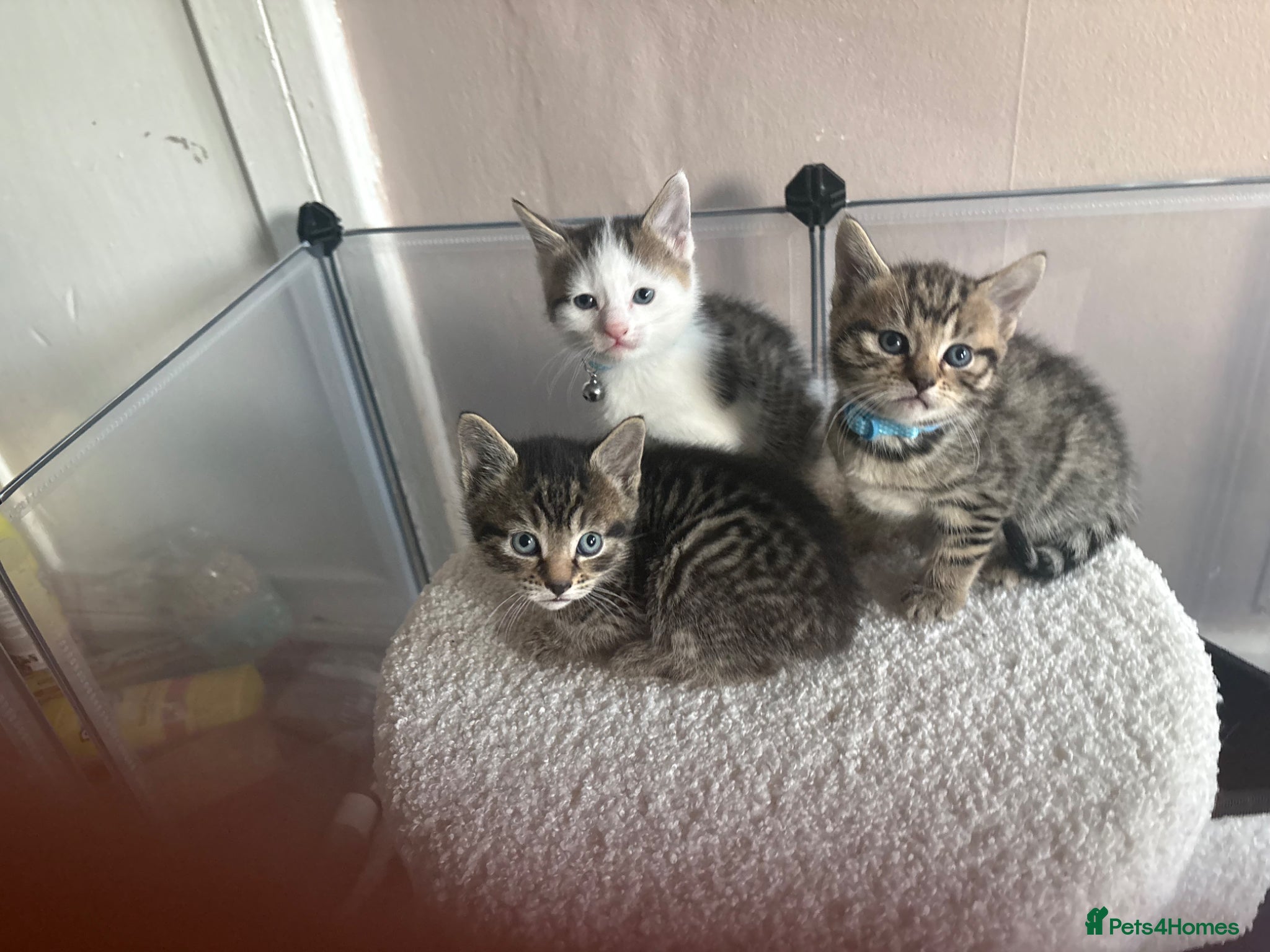 Bengal cats Bengal X kittens - Advert 1