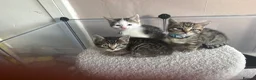Bengal cats for sale: Bengal X kittens - Advert 1