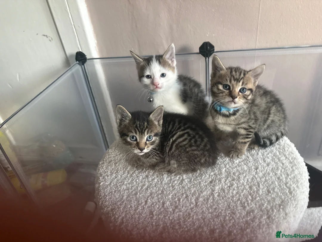Bengal cats for sale: Bengal X kittens - Advert 1