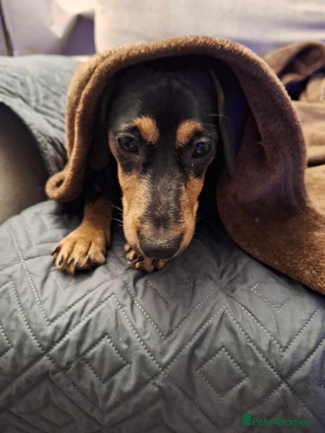 Mixed Breed dogs for sale: Looking for an amazing home - Advert 1