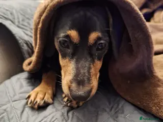 Mixed Breed dogs Looking for an amazing home - Advert 1