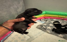 Shih Tzu dogs for sale: Shih tzu half imperial  - Advert 2