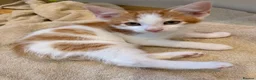 Mixed Breed cats for sale: Stunning Mixed Breed Kittens in London - Advert 5