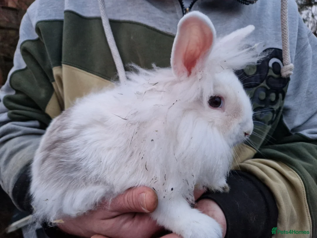 Lionhead rabbits for sale: Floofy little Lionhead baby bunnies- M and F  - Advert 1