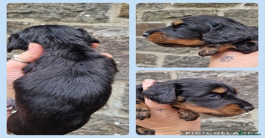 Miniature Dachshund dogs - Advert 3