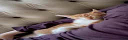 American Shorthair cats for sale: 5 kittens and 2 cats are looking for a new home.  - Advert 22