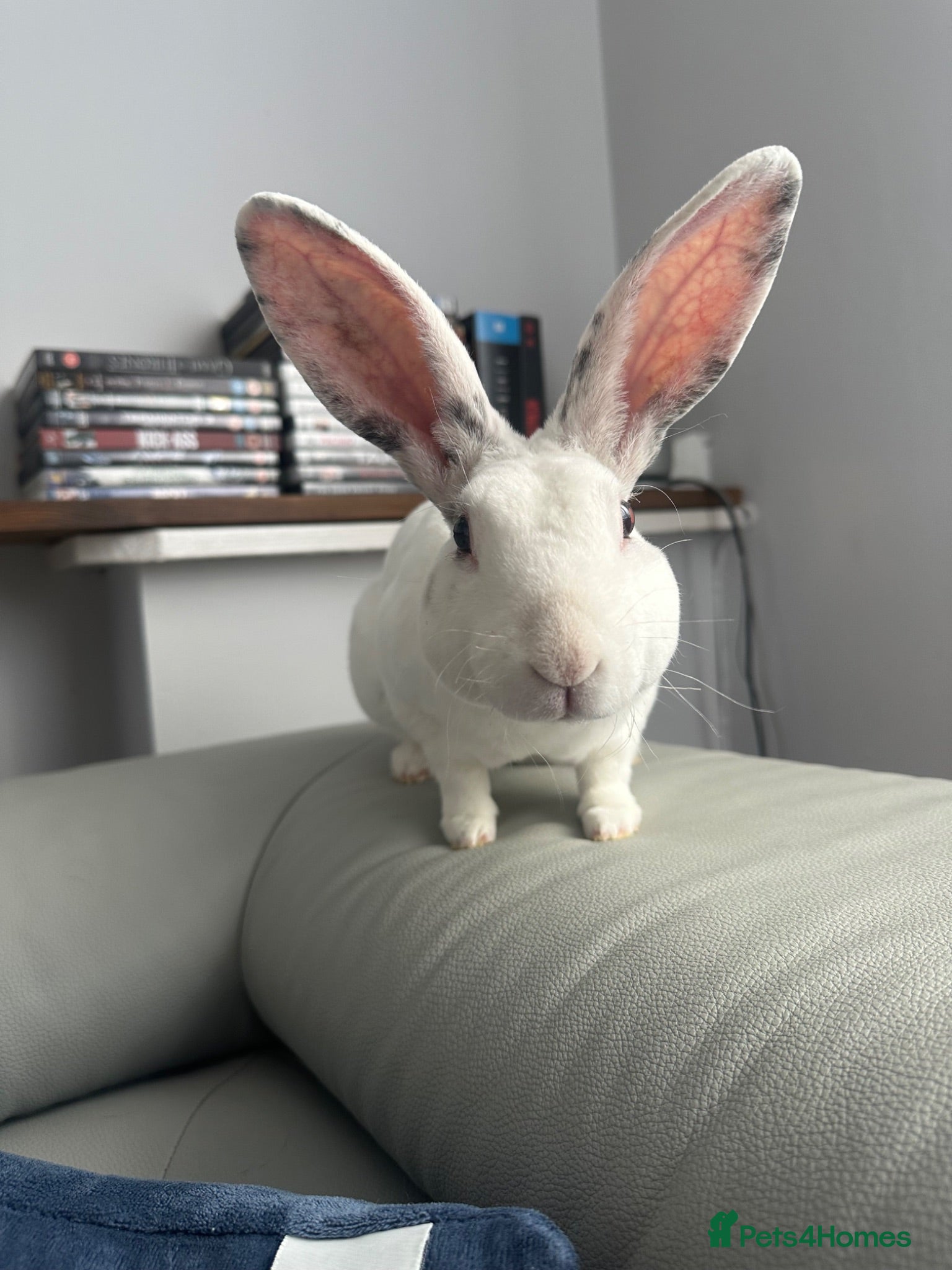 Rex rabbits Rex Rabbit - Advert 4