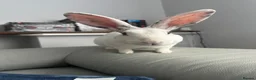 Rex rabbits for sale: Rex Rabbit - Advert 1