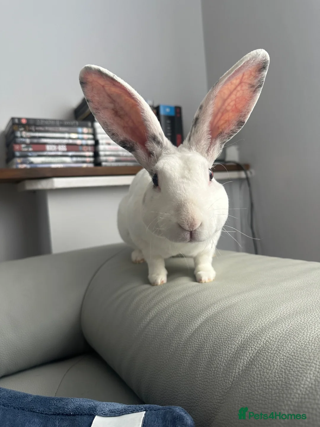 Rex rabbits for sale: Rex Rabbit - Advert 1