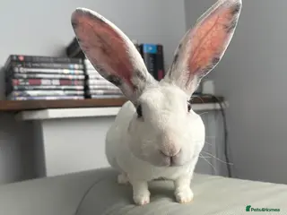 Rex rabbits Rex Rabbit - Advert 1