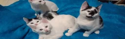Turkish Angora cats for sale: The Magnificent Five - Turkish Angora mix kittens in London - Advert 11