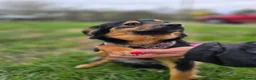 Mixed Breed dogs for adoption: ❤️🐶 LOLLY – GENTLE HEART, HAPPY SOUL in Burton-on-Trent - Advert 5