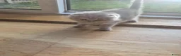 Scottish Fold cats for sale: Scottish fold and straight, girl, boy in Nottingham - Advert 29