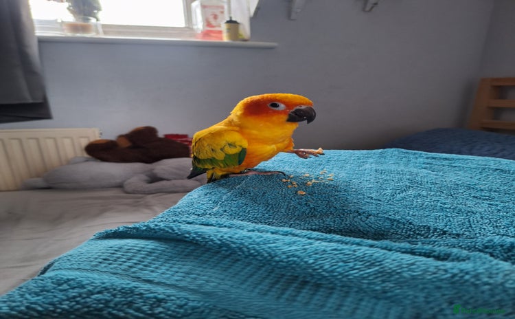 Conures birds - Advert 1