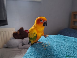 Conures birds - Advert 1