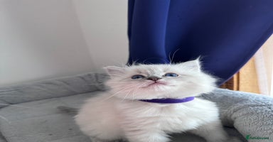 Ragdoll cats - Advert 3