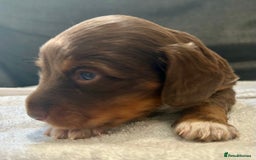 Miniature Dachshund dogs for sale: Stunning Kc Reg Long Hair Mini Dachshund puppies  - Image 16