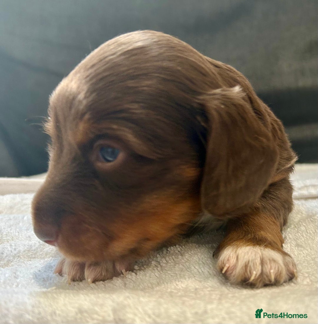 Miniature Dachshund dogs for sale: Stunning Kc Reg Long Hair Mini Dachshund puppies  - Image 16