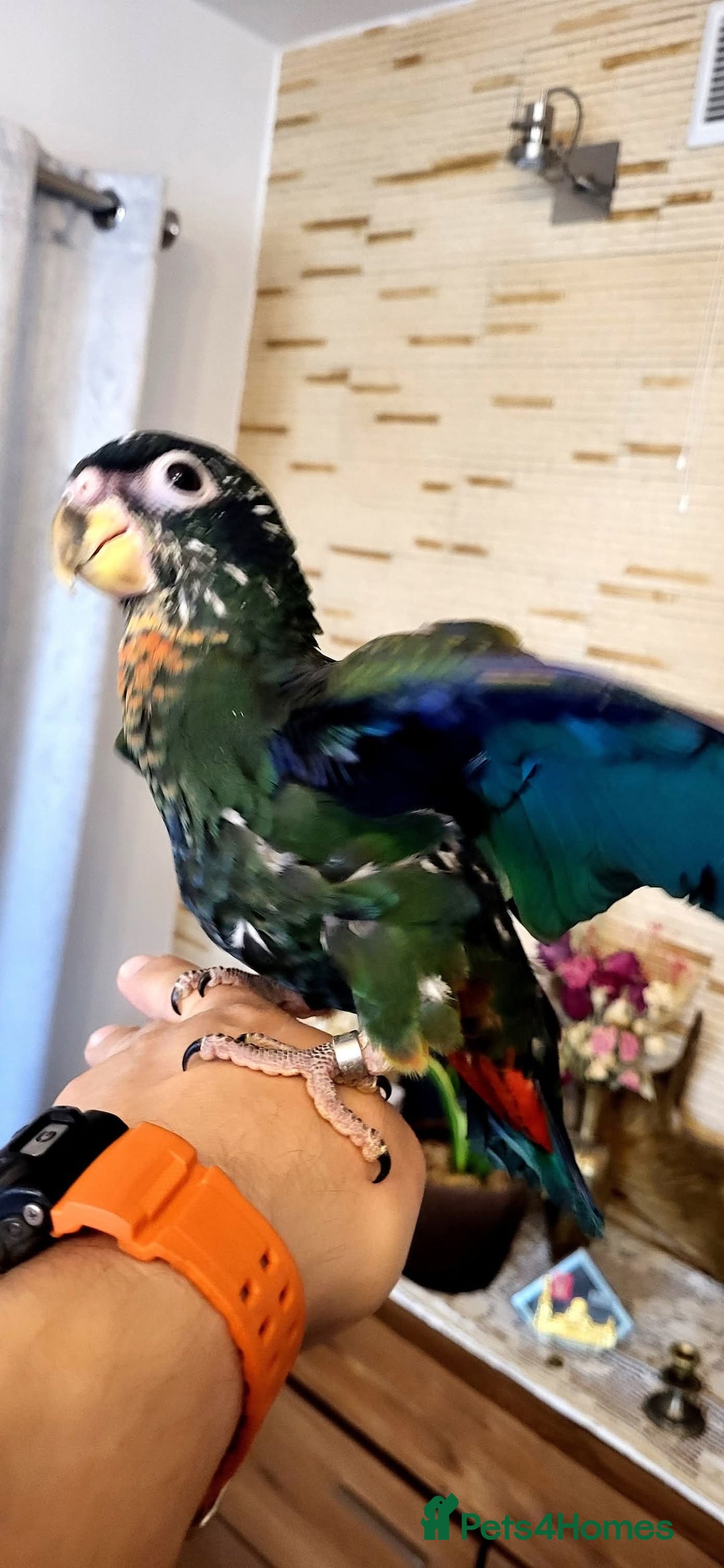 Parrots birds for sale: Bronze winged pionus friendly and tamed  - Advert 5
