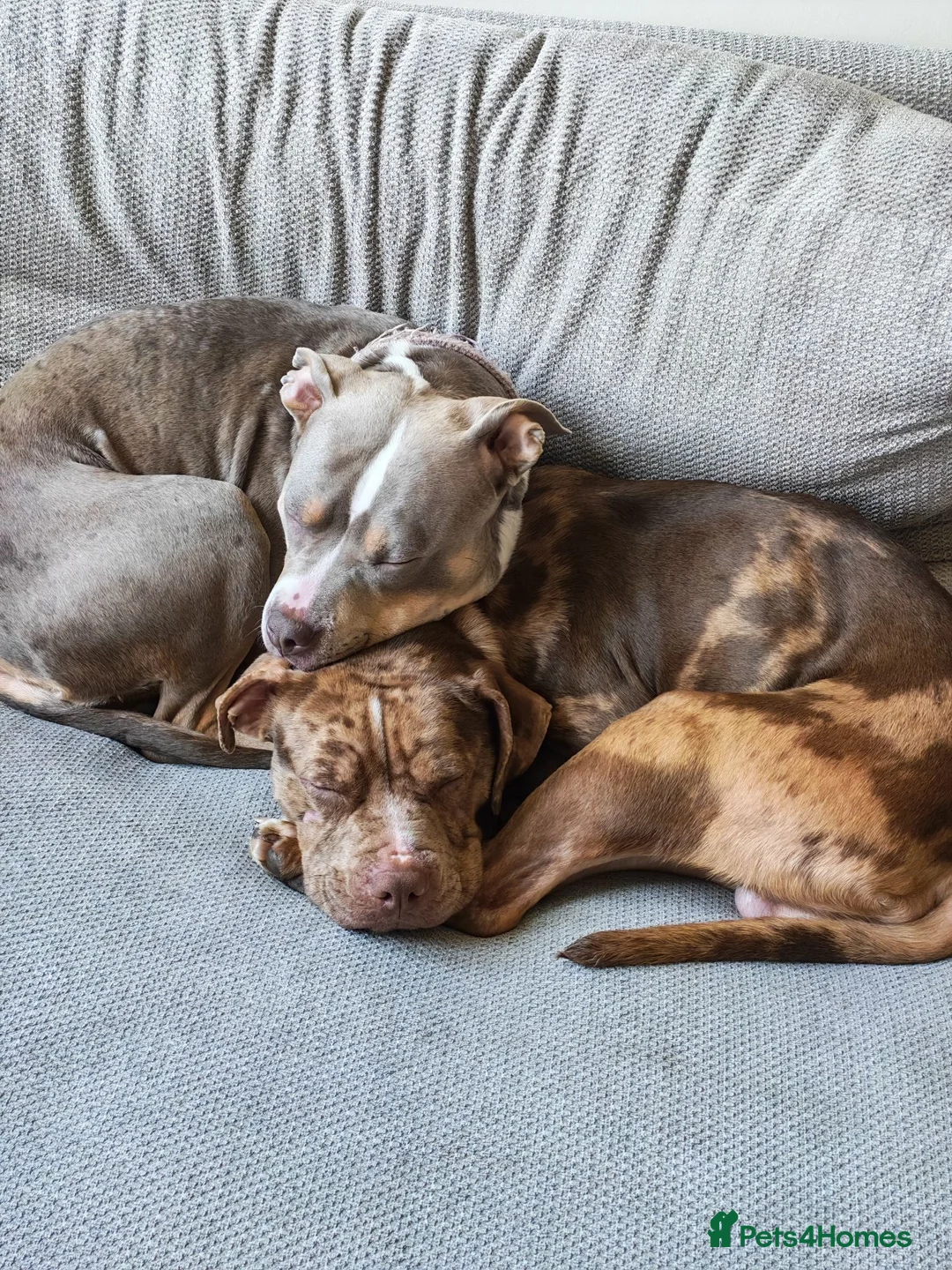Mixed Breed dogs for sale: Staffy x American Bulldog Puppies - Advert 2