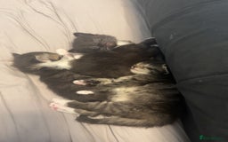 British Longhair cats for sale: Kittens for sale - Image 4
