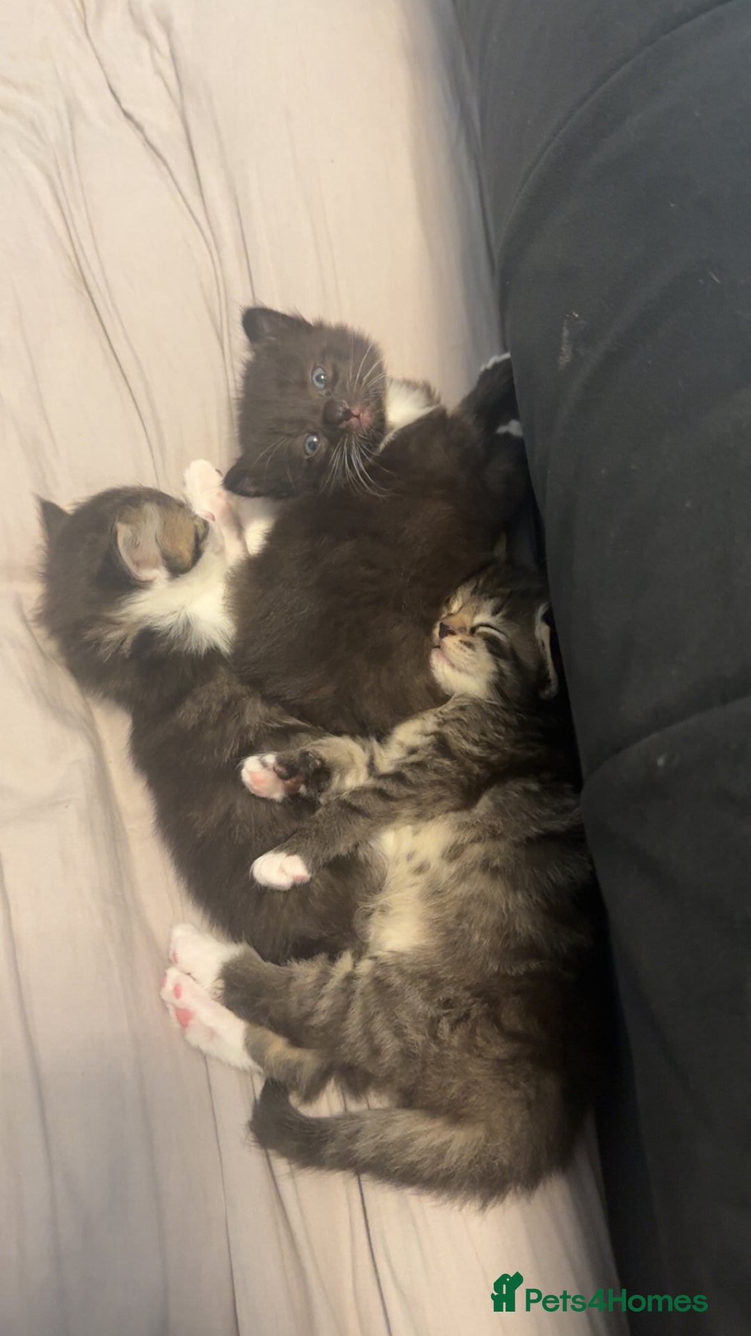 British Longhair cats for sale: Kittens for sale - Image 4