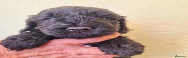 Cockapoo 7