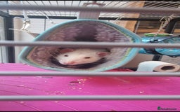 Rat rodents for sale: 2 male rats for rehoming  - Image 5