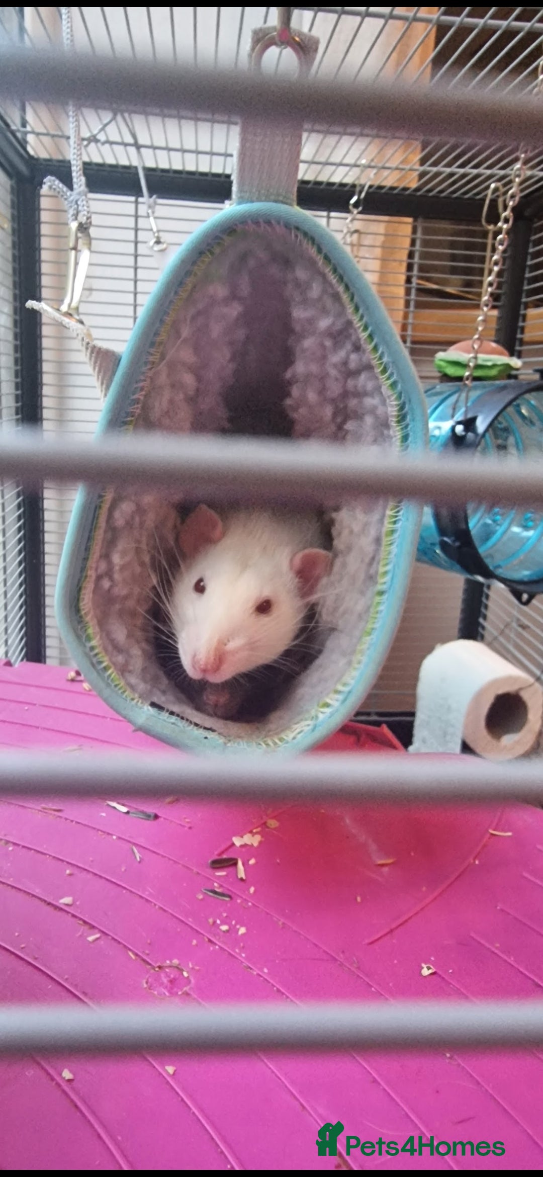 Rat rodents for sale: 2 male rats for rehoming  - Image 5