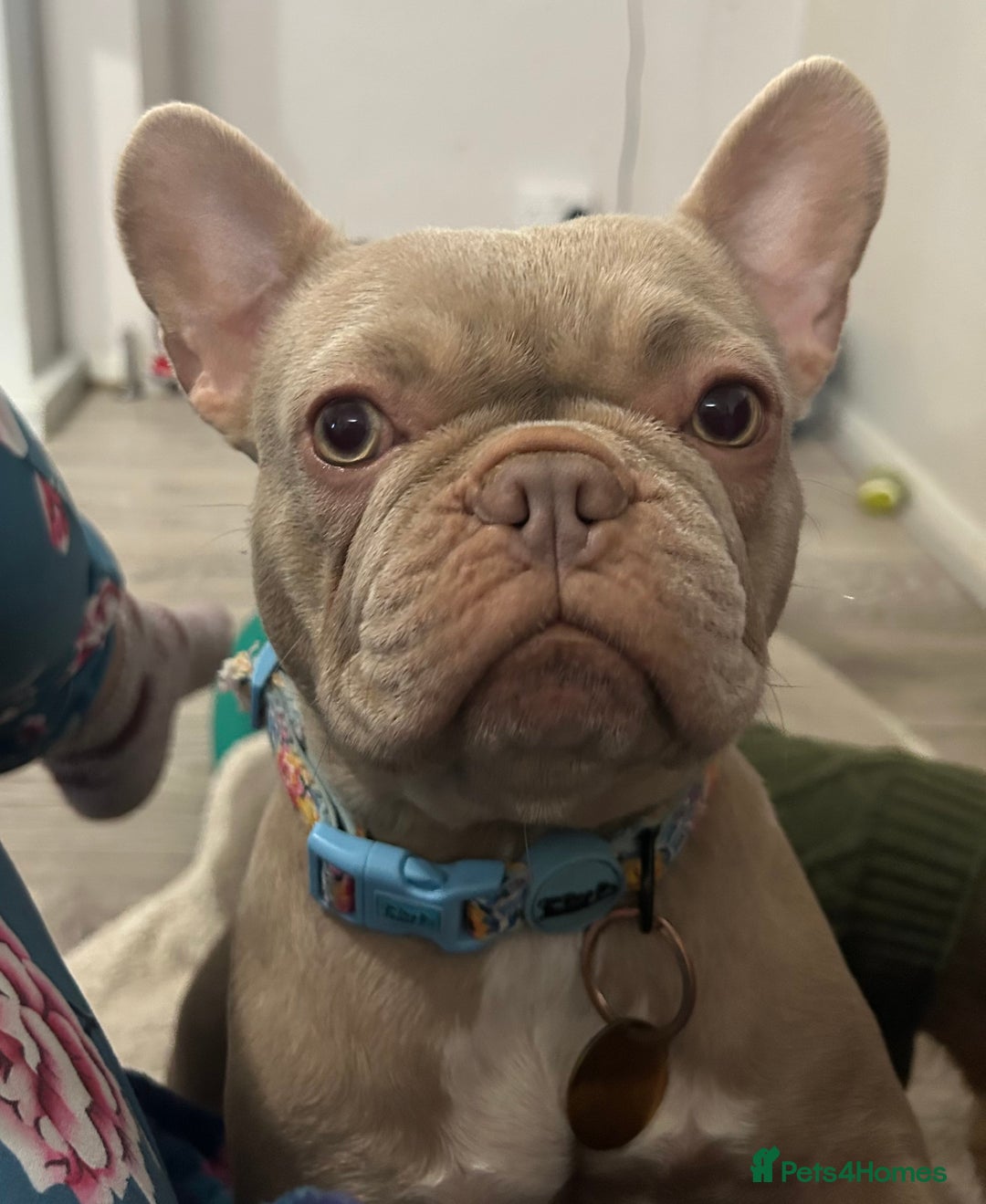 French Bulldog dogs for sale: Kc reg , PRADA tiny new shade Isabella frenchie  - Advert 12