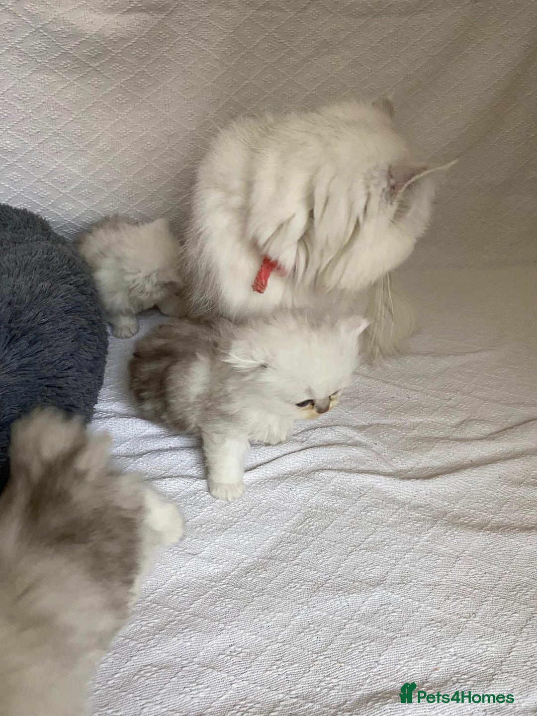 Persian cats for sale: Persian kitten - Advert 4