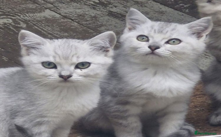 British Shorthair cats - Advert 7
