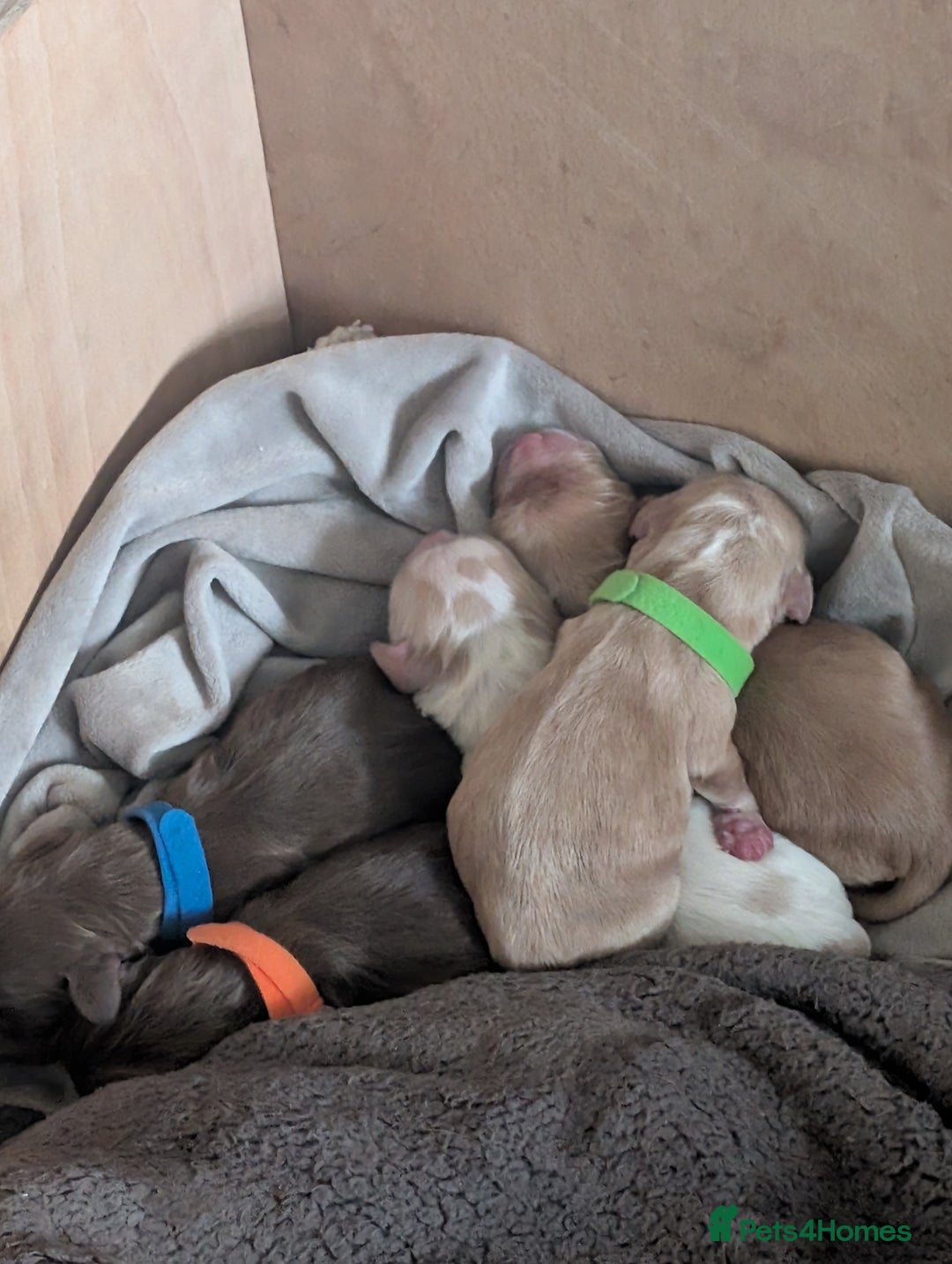 Cocker Spaniel dogs for sale: stunning litter working cocker spaniels - Advert 3