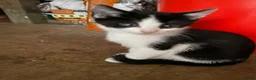 Mixed Breed cats for sale: Black and white  - Advert 5