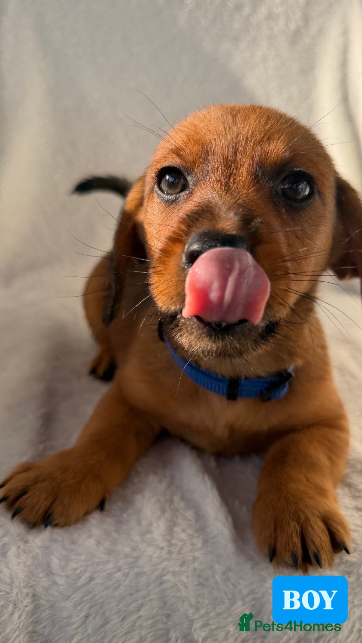 Mixed Breed dogs  Dameranian puppies for sale  - Advert 2