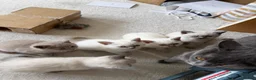 British Shorthair cats for sale: Stunning Pedigree Kittens | DNA Clear in Glasgow - Advert 17