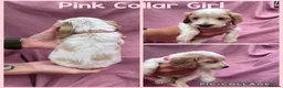 Cocker Spaniel dogs for sale:  Beautiful Litter of Show Cocker Spaniels  - Advert 13