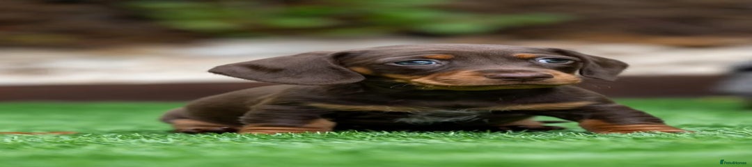 Miniature Dachshund Puppy 2